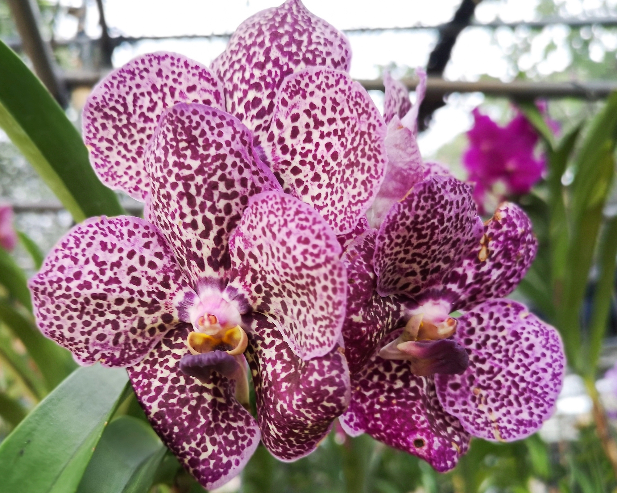 Vanda Orchid